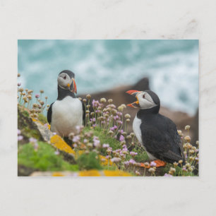 PUFFINS - SALTIÖARNA, IRLAND VYKORT