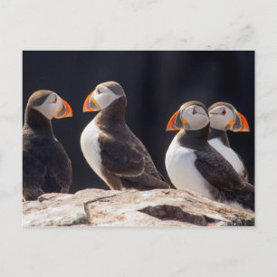 Puffins Vykort