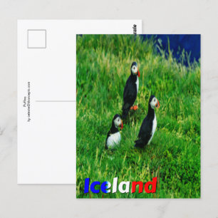 Puffins Vykort