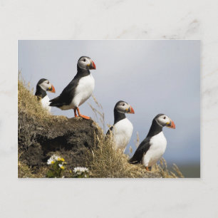 Puffins Vykort