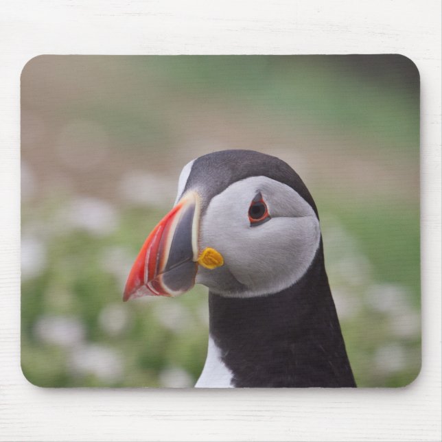 Puffinsidan beskådar musmatta (Framsidan)
