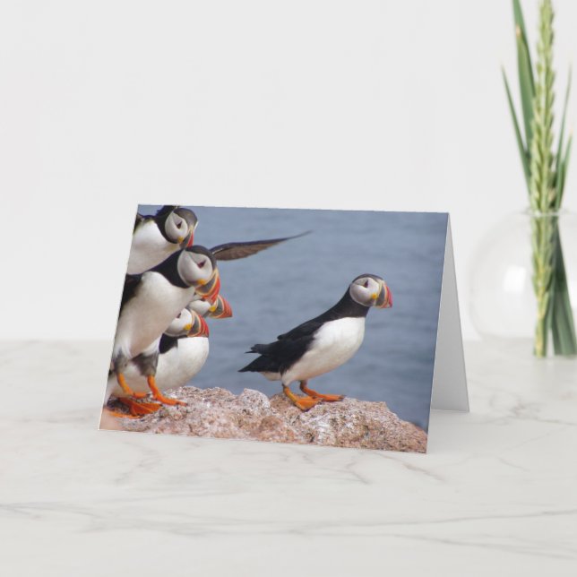 Puffinskort Kort (Framsida)