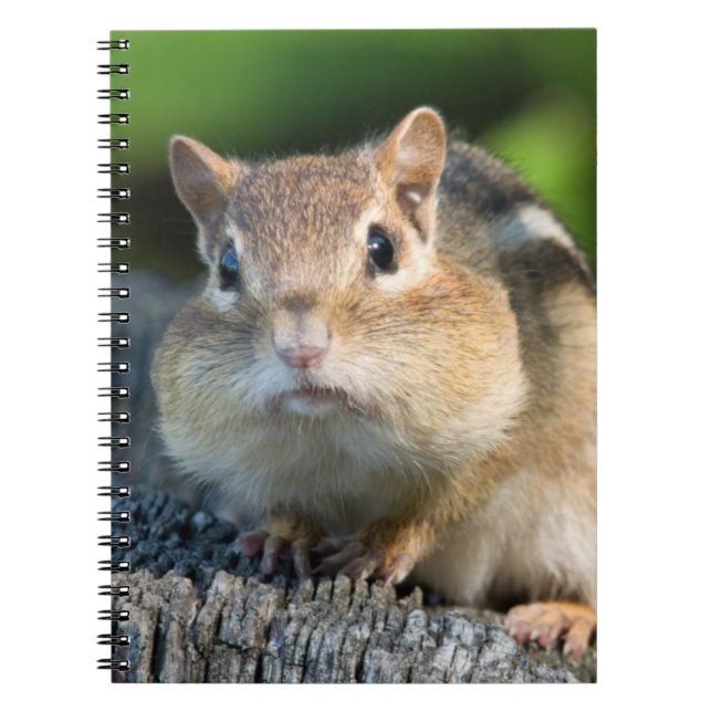 Puffy Cheeked Chipmunk Anteckningsbok Med Spiral (Framsidan)