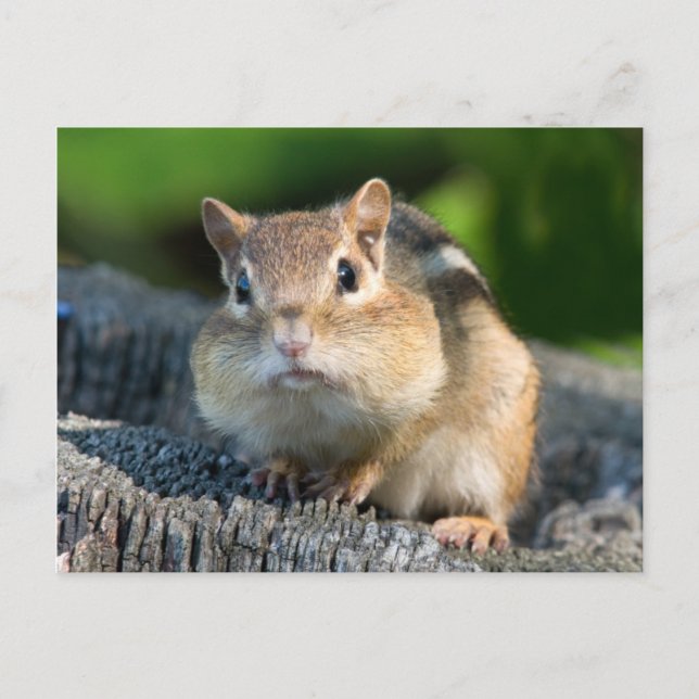 Puffy Cheeked Chipmunk Vykort (Framsida)