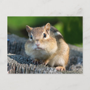 Puffy Cheeked Chipmunk Vykort