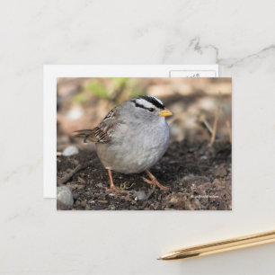 Puffy White-Crowned Sparrow Songbird i Winter Sol Vykort