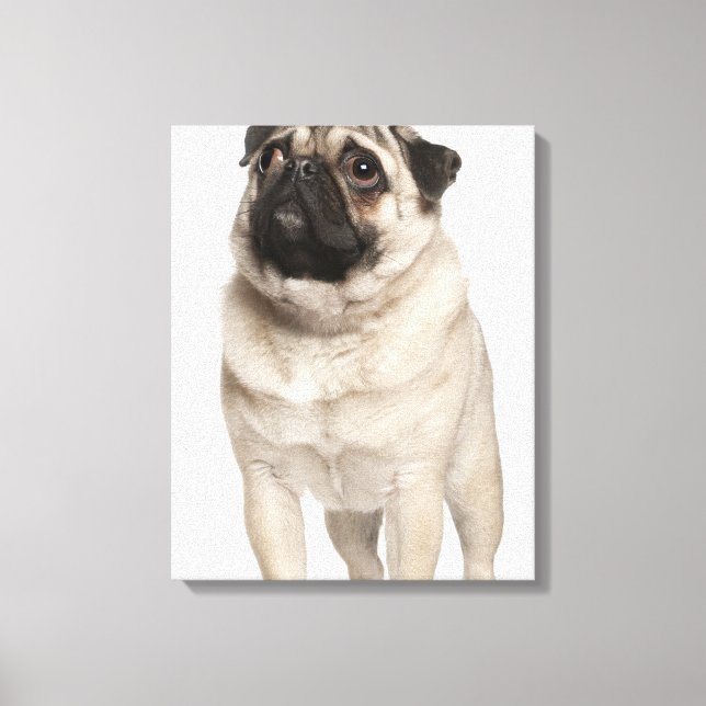 Pug (13 månader gammal) tittar upp canvastryck (Framsida)