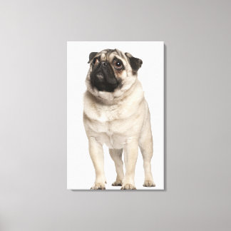 Pug (13 månader gammal) tittar upp canvastryck