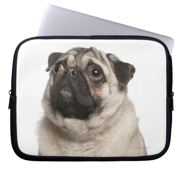 Pug (13 månader gammal) tittar upp laptop fodral (Framsidan)