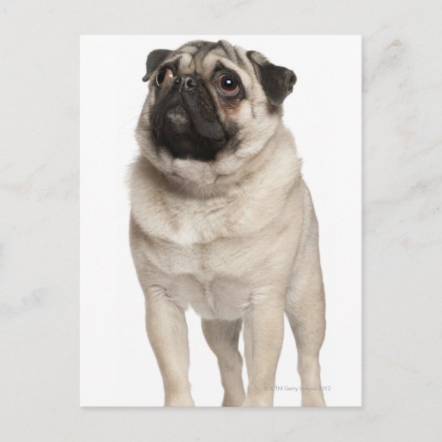Pug (13 månader gammal) tittar upp vykort (Framsida)
