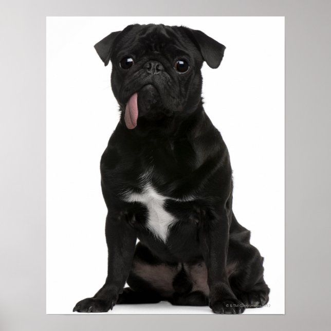 Pug (1 år gammal) sitta med tunga hängande hängnin poster (Framsidan)