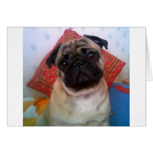 pug 4.png hälsningskort