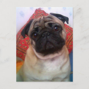 pug 4.png vykort