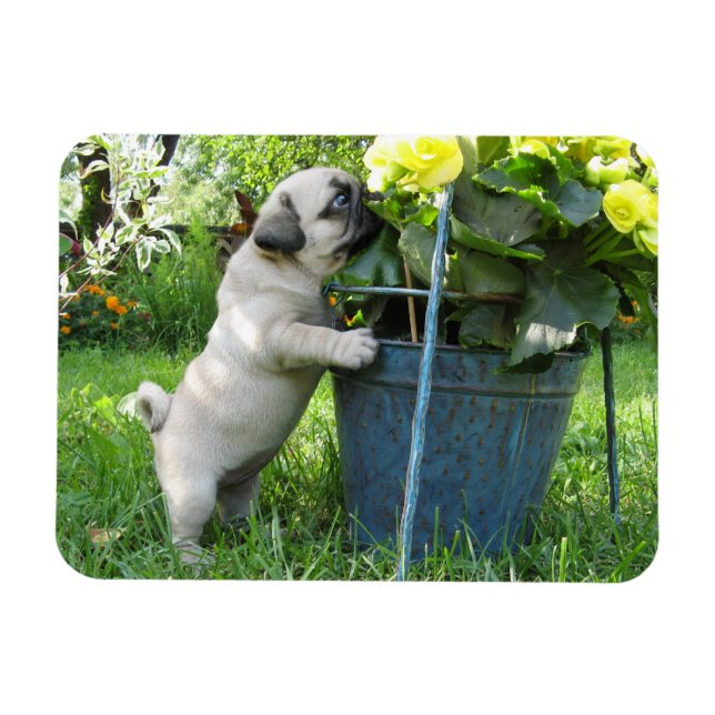 Pug and Flowers Magnet (Horisontell)