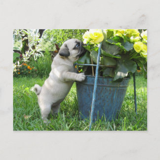 Pug and Flowers vykort