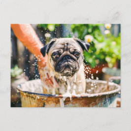 Pug Being Bathed in Bucket of Water Vykort