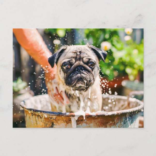 Pug Being Bathed in Bucket of Water Vykort (Framsida)
