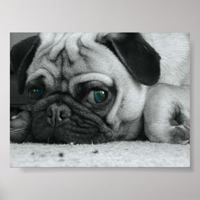 Pug "Breena" Poster (Framsidan)