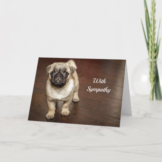 Pug Brown Hund Fotosympati Kort (Framsida)