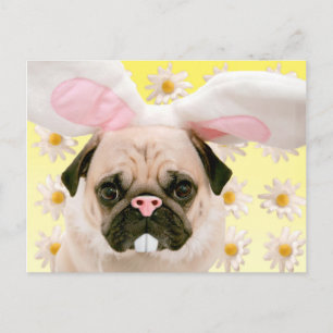 Pug Bunny Öron Vykort
