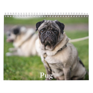 Pug Calendar Kalender