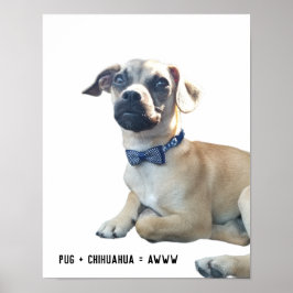 Pug + Chihuahua = Awww Cute Hund aveln Bowtie Poster