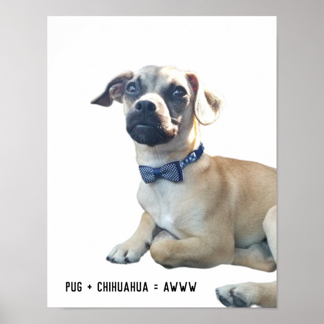Pug + Chihuahua = Awww Cute Hund aveln Bowtie Poster (Framsidan)