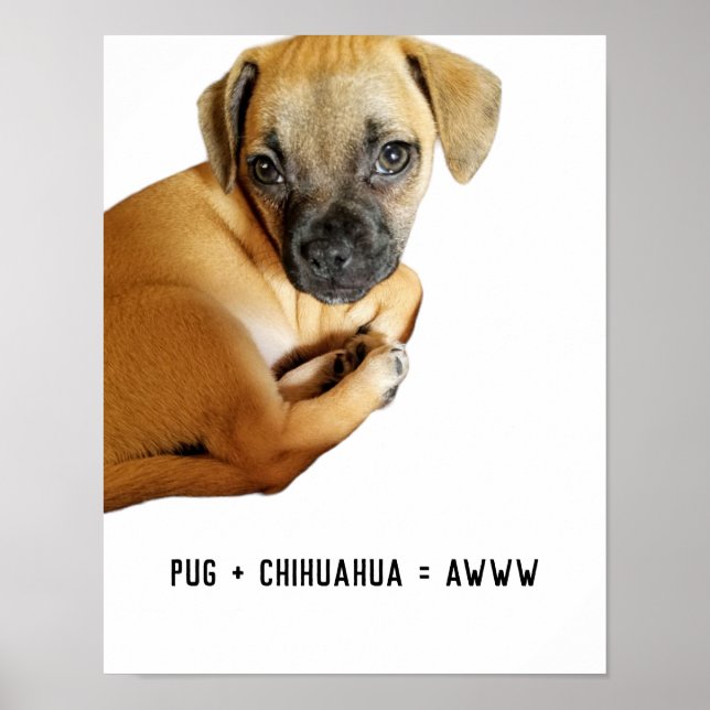 Pug + Chihuahua = Awww Cutest Puppy Mix någonsin Poster (Framsidan)