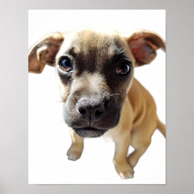 Pug + Chihuahua = Cutest Puppy Hund någonsin Poster (Framsidan)
