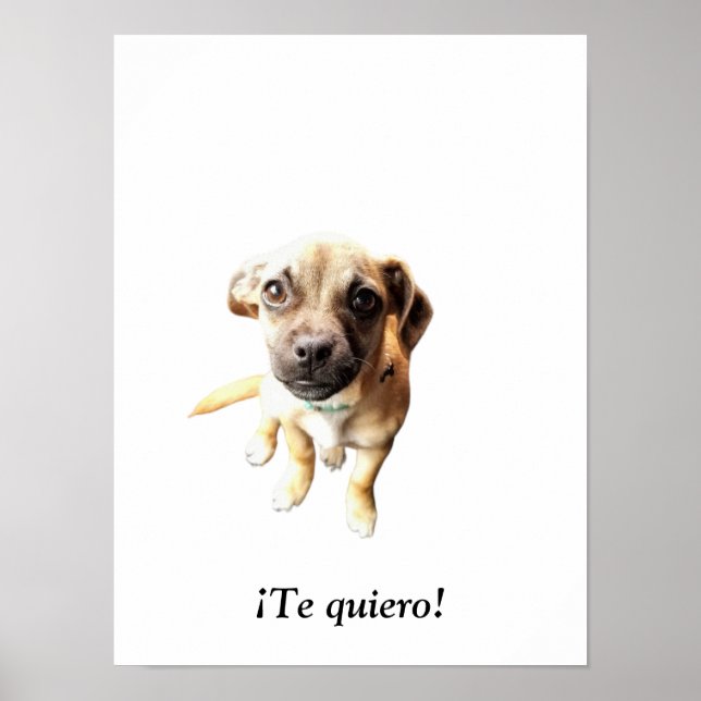 Pug Chihuahua! Puppy Hund Poster (Framsidan)