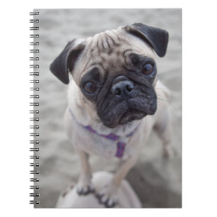 Pug Closeup Anteckningsbok