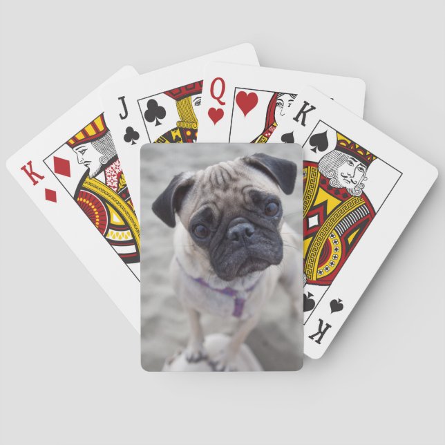 Pug Closeup Casinokort (Baksidan)