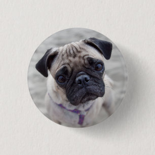 Pug Closeup Knapp