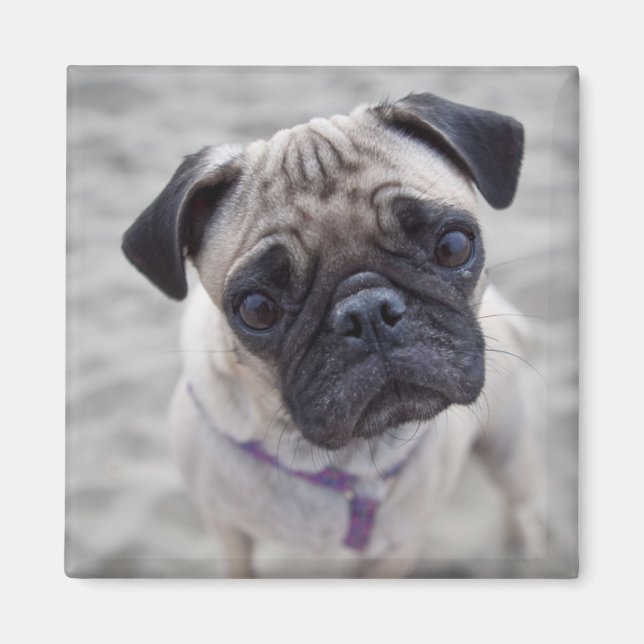 Pug Closeup Magnet (Framsidan)