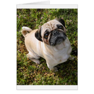 pug fawn full.png hälsningskort