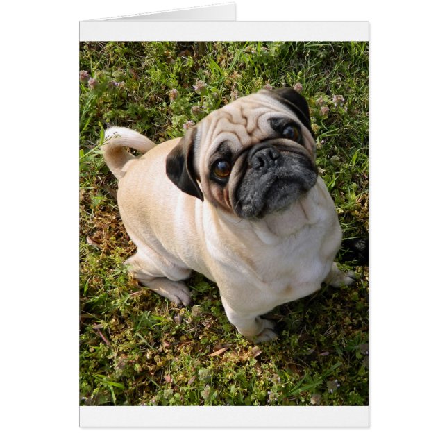 pug fawn full.png hälsningskort (Framsidan)