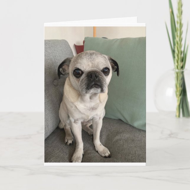 Pug födelsedagskort, sarkastiskt kort (Framsida)