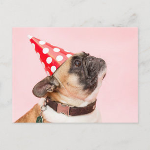 Pug födelsedagskort vykort