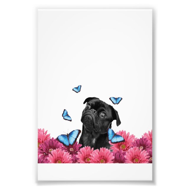 Pug Gerbera Butterflies | Cute Black Hund Fototryck (Framsidan)