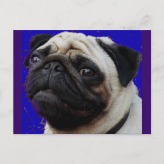 Pug—Gifts—Adsible Ansikte Vykort