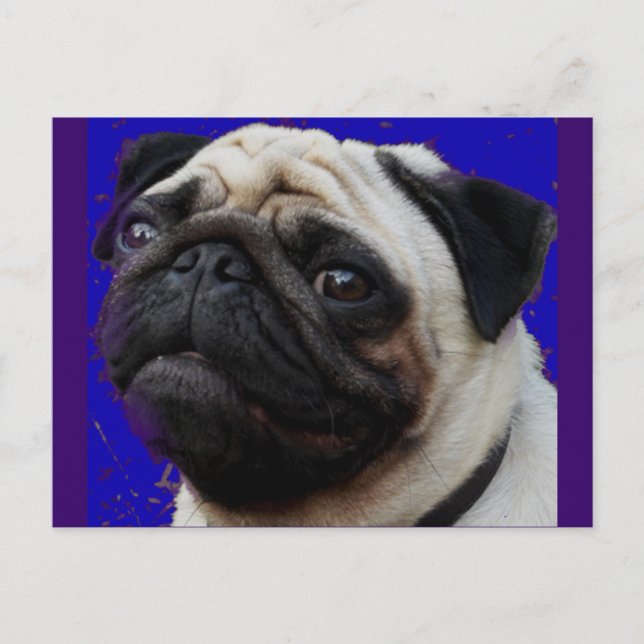 Pug—Gifts—Adsible Ansikte Vykort (Framsida)