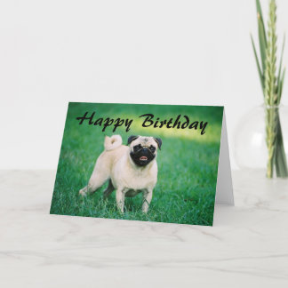 Pug Grattis på födelsedagen Kort