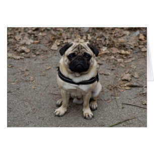 Pug Hälsningskort