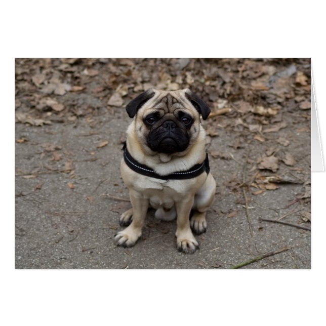 Pug Hälsningskort (Framsidan Horizontal)