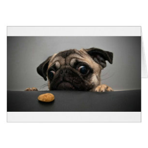 Pug Hälsningskort