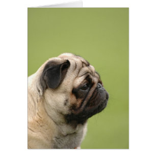 Pug Hälsningskort