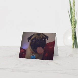 Pug hälsningskort Machi Kort