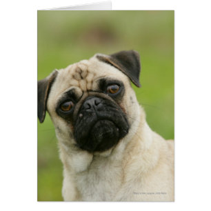 Pug Head Cocked Tittar i Kamera Hälsningskort