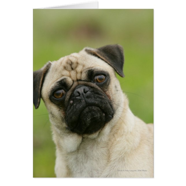 Pug Head Cocked Tittar i Kamera Hälsningskort (Framsidan)