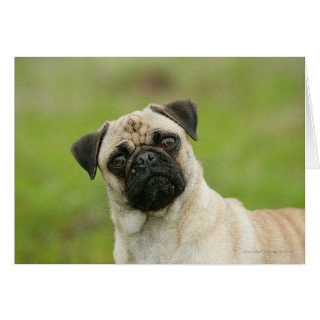 Pug Head Cocked Tittar i Kamera Hälsningskort (Framsidan Horizontal)